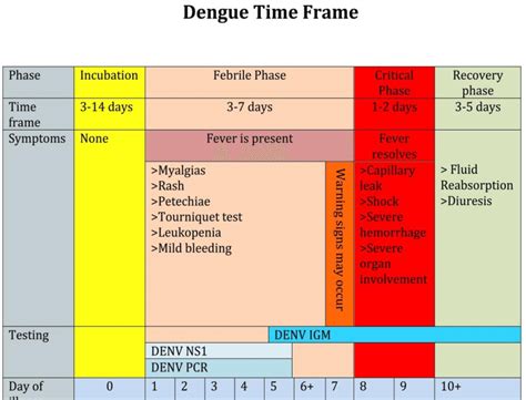 what is the second phase of dengue
