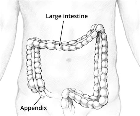 what is the simple definition of appendix