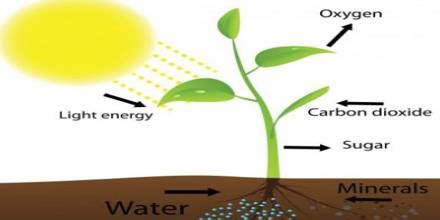what is the source of o2 released in photosynthesis