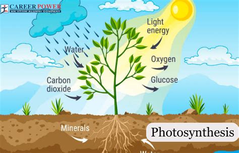 what is the source of oxygen in photosynthesis class 10