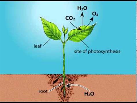 what is the source of oxygen produced in photosynthesis