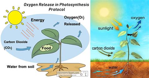 what is the source of oxygen released in photosynthesis