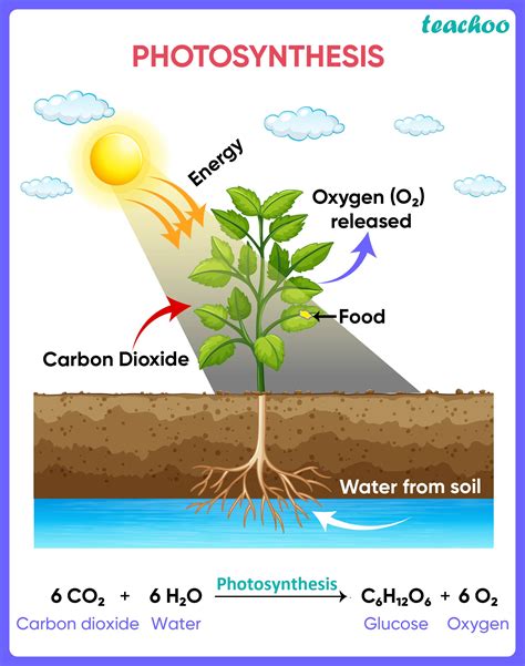 what is the source of oxygen released in photosynthesis carbon dioxide or water