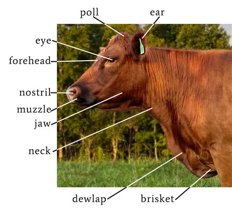 what is the structure of cattle