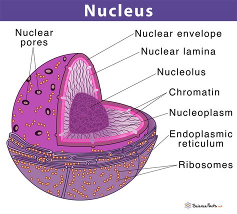 what is the structure of nucleus