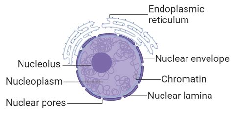 what is the structure of nucleus class 9th
