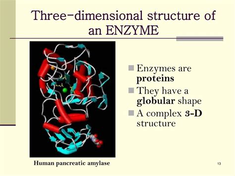 what is the three dimensional structure of an enzyme