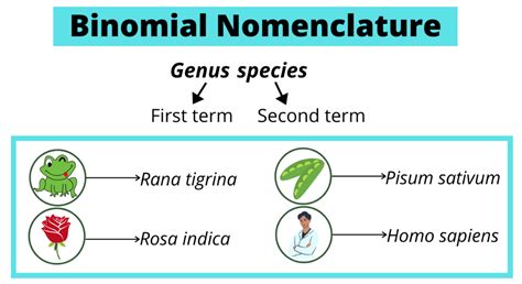 what is the universal rule of binomial nomenclature explain with an example