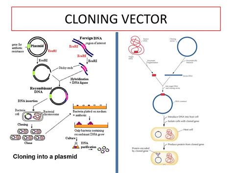 what is the use of cloning vector in biotechnology