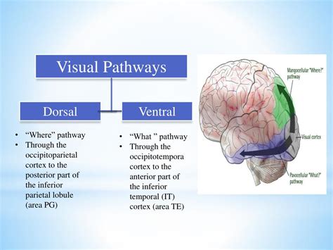 what is the ventral visual pathway