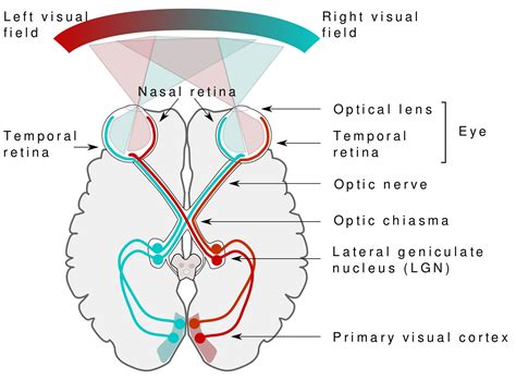 what is the visual pathway in order