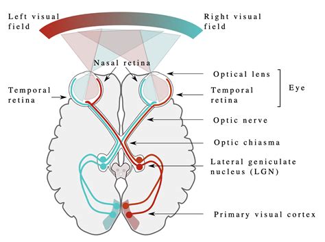 what is the visual pathway of the eye