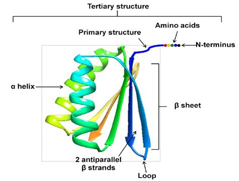 what is three dimensional structure of protein