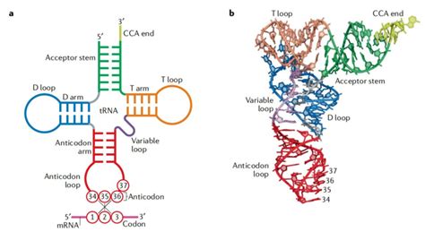 what is variable loop in trna