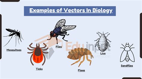 what is vector and types in biology