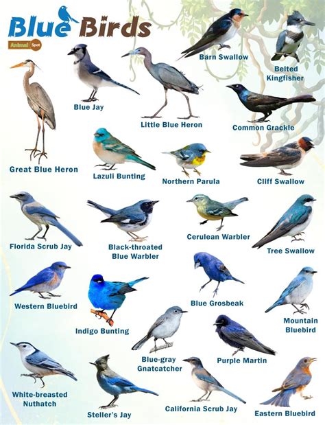 what kind of birds are blue and white
