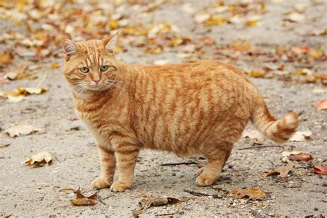 what kind of breed is a ginger cat