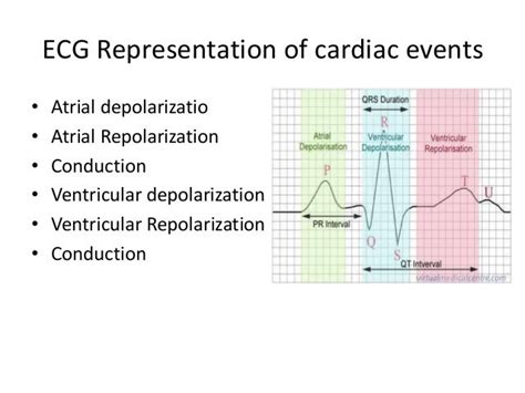 what part of an electrocardiogram represents ventricular repolarization