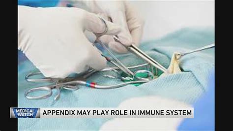 what role does the appendix play in the immune system