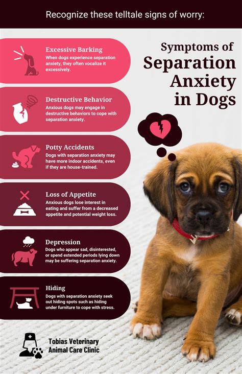 what to do for severe separation anxiety in dogs