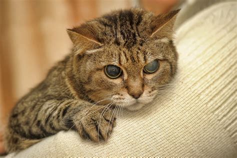 what to do with a blind cat
