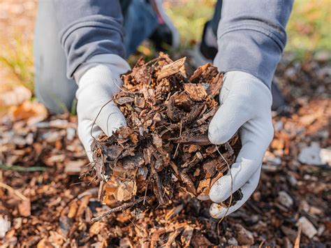 what to do with leaf mulch in spring