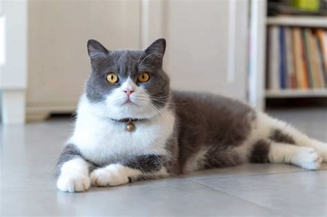what type of cat is a grey and white one