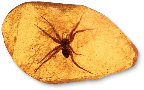 what type of fossil is amber