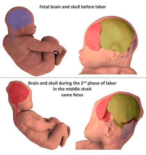 when does a baby's head develop