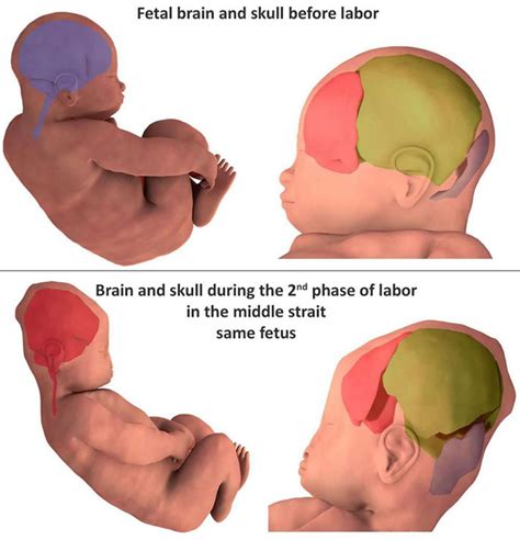 when does a baby's skull develop