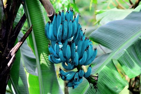 where are blue java bananas found