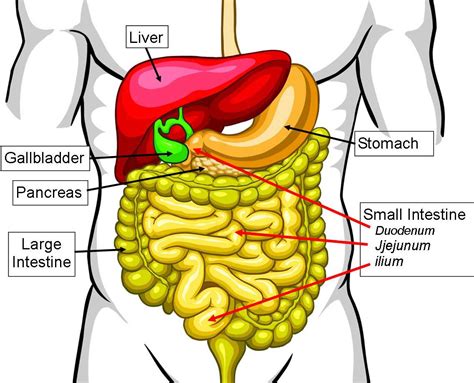 where are the small intestines located
