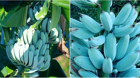 where do you get blue java bananas