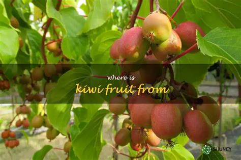 where does the word kiwi fruit come from