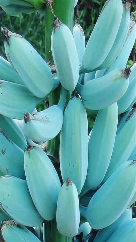 where is blue java banana found in india