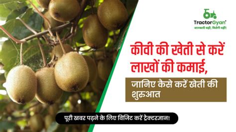 where is kiwi grown in india