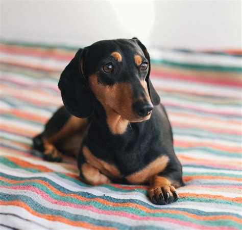 where to buy mini dachshund puppies near me