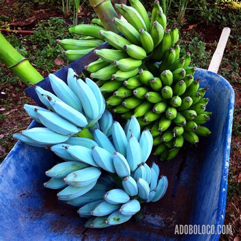 where to get blue java banana
