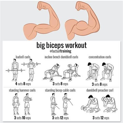 which exercise is for biceps