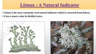 which natural indicator is extracted from lichens