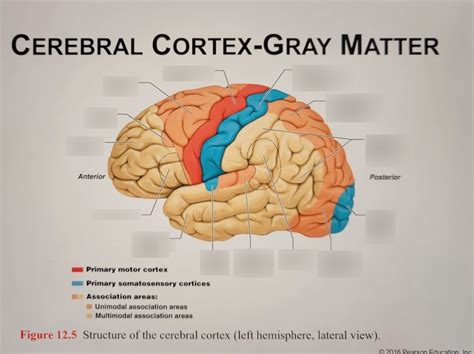 which region of the brain contains a grey matter cortex