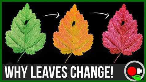 Why Do Leaves Change Color Coloring Wallpapers Download Free Images Wallpaper [coloring536.blogspot.com]