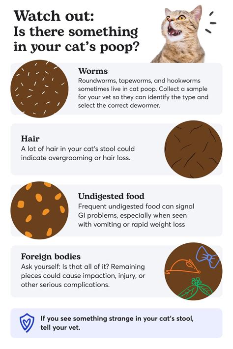 why does my cat's poop smell different