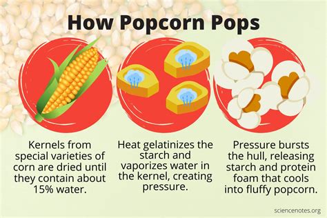 why does popcorn pop when heated
