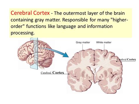 why is cerebral cortex grey