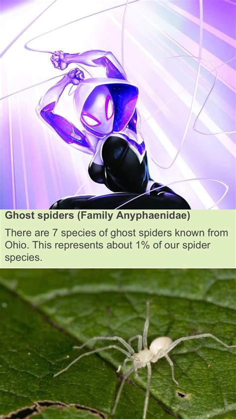 why is ghost spider called ghost spider
