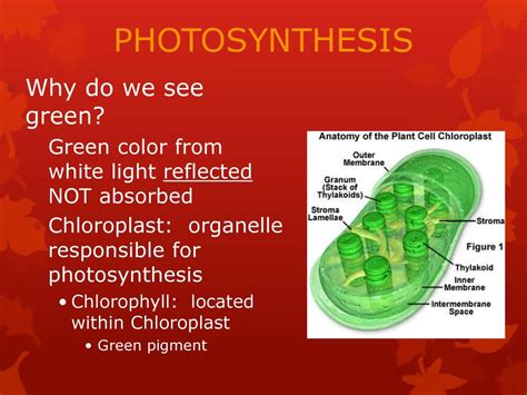 why is green light not good for photosynthesis