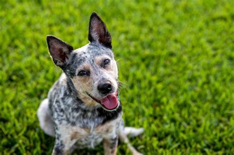why is it called a blue heeler