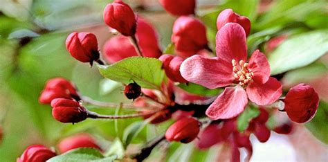 why is it called a crab apple tree