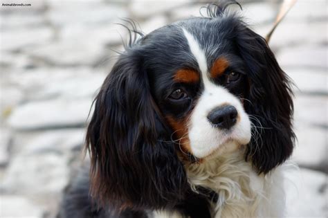 why is it called king charles cavalier